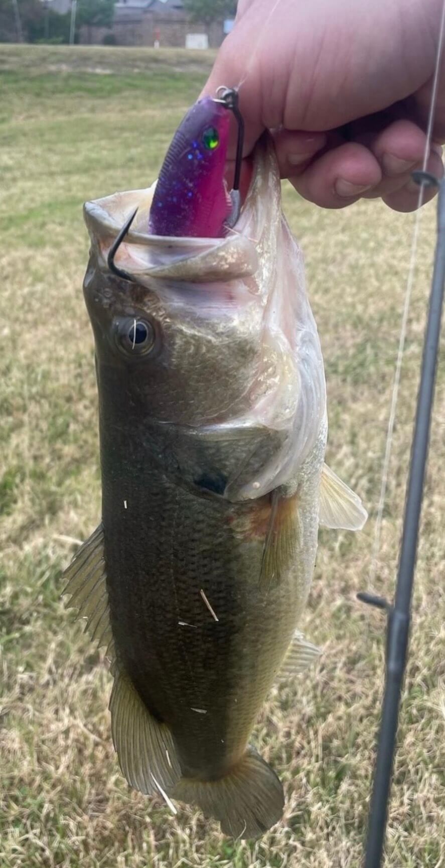 5.6" Swimbait