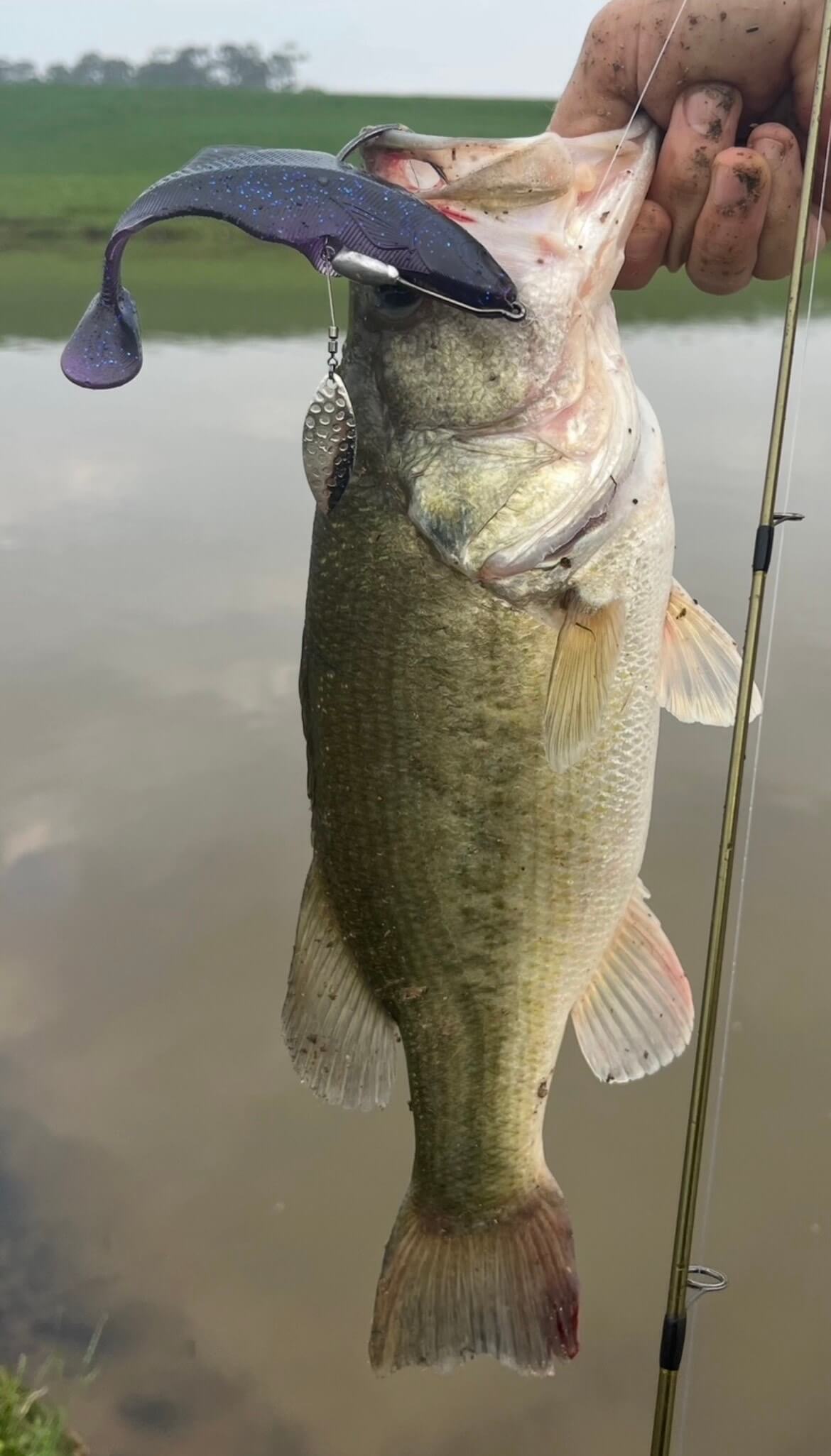 5.6" Swimbait