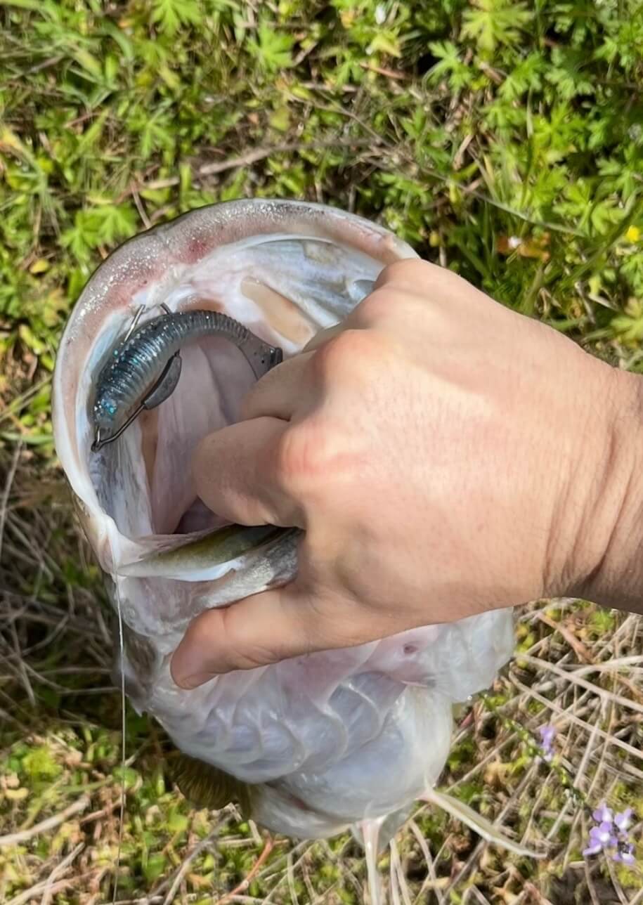 3.8" Paddle Tails